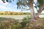 Murray River at Swan Reach, South Australia