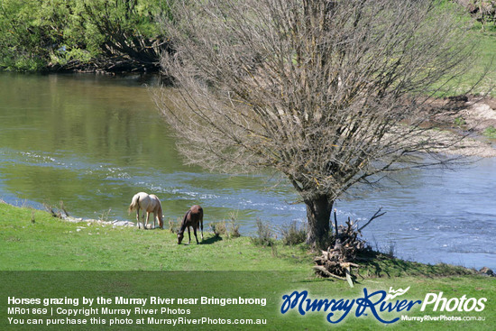 Horses grazing by the Murray River near Bringenbrong