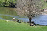 Horses grazing by the Murray River near Bringenbrong