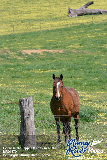 Horse in the Upper Murray near the Alps