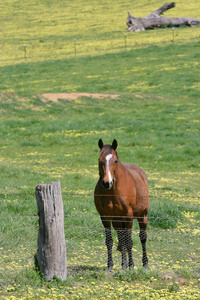 Horse in the Upper Murray near the Alps