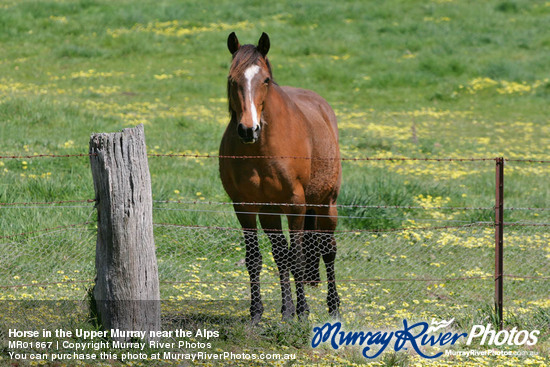 Horse in the Upper Murray near the Alps