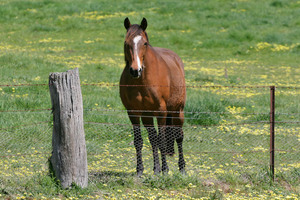 Horse in the Upper Murray near the Alps