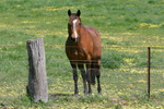 Horse in the Upper Murray near the Alps