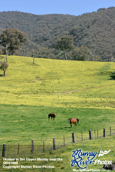 Horses in the Upper Murray near the Alps