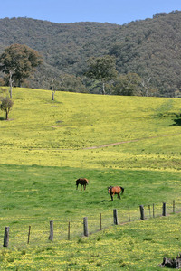 Horses in the Upper Murray near the Alps