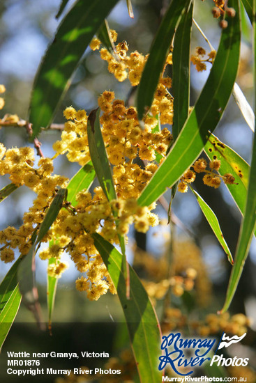 Wattle near Granya, Victoria