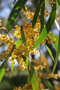 Wattle near Granya, Victoria