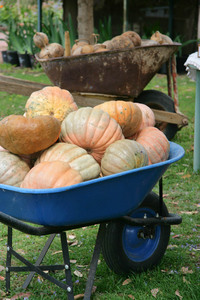 Fruit stall at Wood Wood, Victoria