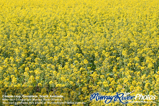 Canola crop, Geranium, South Australia