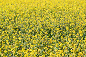 Canola crop, Geranium, South Australia