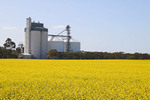 Canola crop in Geranium