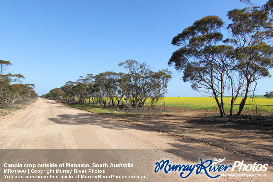 Canola crop outside of Pinnaroo, South Australia