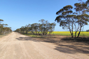 Canola crop outside of Pinnaroo, South Australia