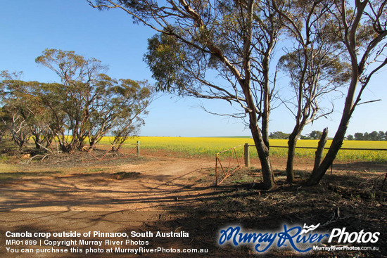 Canola crop outside of Pinnaroo, South Australia
