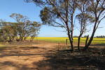 Canola crop outside of Pinnaroo, South Australia