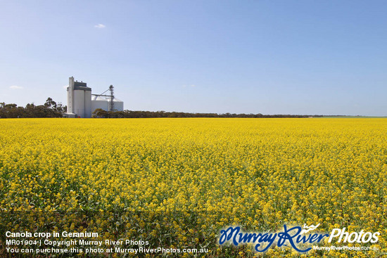 Canola crop in Geranium