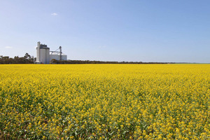 Canola crop in Geranium