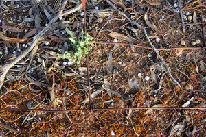 Old fenceline near Lameroo, South Australia