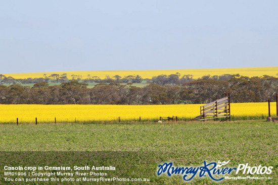 Canola crop in Geranium, South Australia