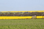 Canola crop in Geranium, South Australia