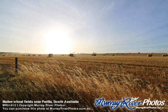 Mallee wheat fields near Parilla, South Australia