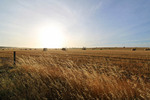 Mallee wheat fields near Parilla, South Australia