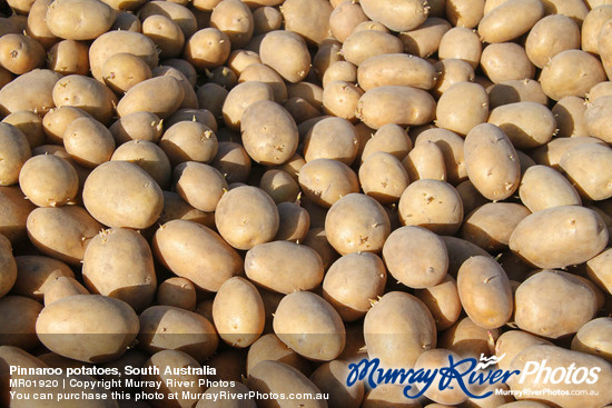 Pinnaroo potatoes, South Australia