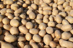 Pinnaroo potatoes, South Australia