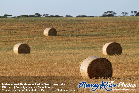 Mallee wheat fields near Parilla, South Australia