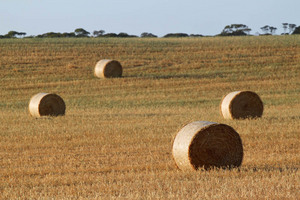 Mallee wheat fields near Parilla, South Australia