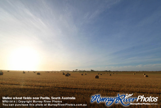 Mallee wheat fields near Parilla, South Australia