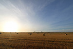 Mallee wheat fields near Parilla, South Australia