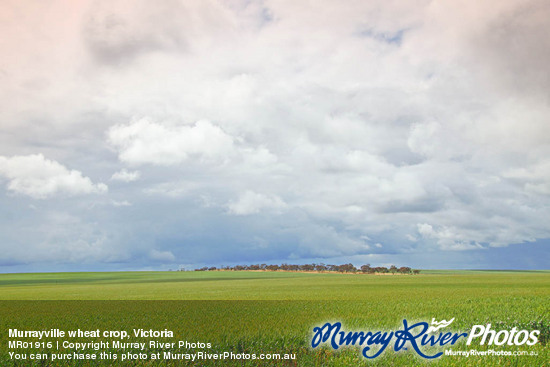 Murrayville wheat crop, Victoria