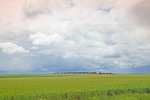 Murrayville wheat crop, Victoria