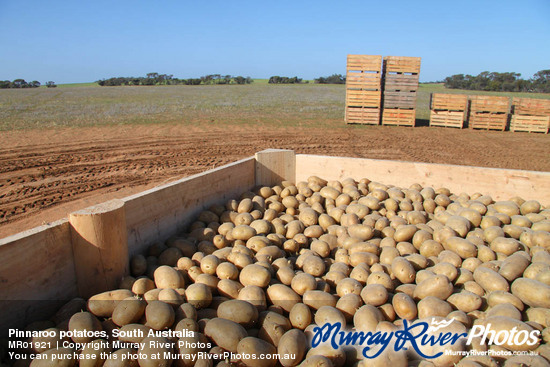 Pinnaroo potatoes, South Australia