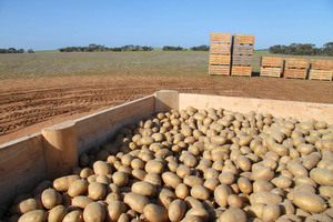 Pinnaroo potatoes, South Australia