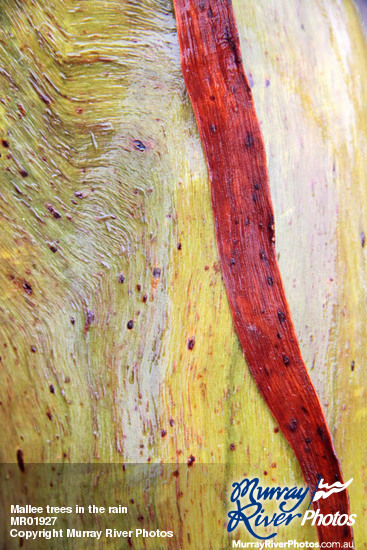 Mallee trees in the rain