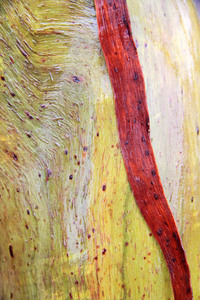 Mallee trees in the rain