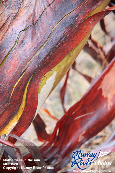 Mallee trees in the rain