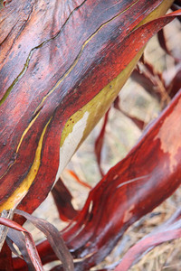 Mallee trees in the rain