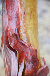 Mallee trees in the rain