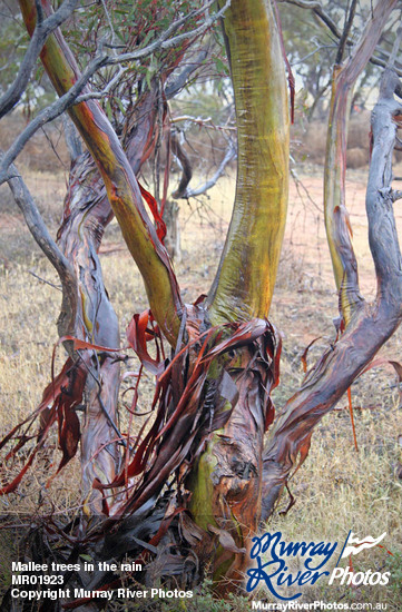 Mallee trees in the rain