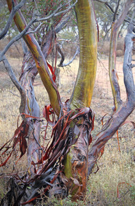 Mallee trees in the rain