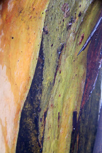 Mallee trees in the rain