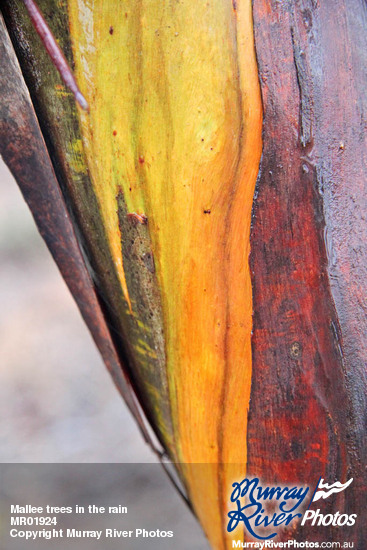 Mallee trees in the rain