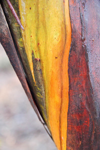 Mallee trees in the rain