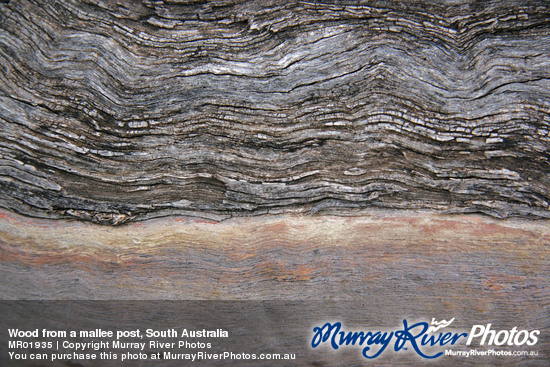 Wood from a mallee post, South Australia