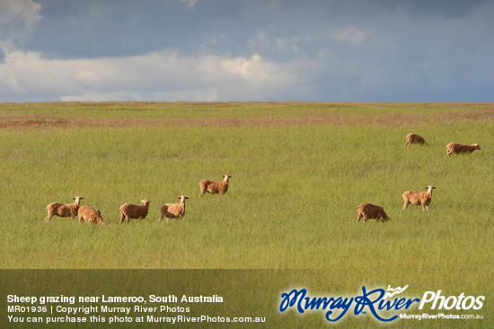 Sheep grazing near Lameroo, South Australia