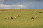 Sheep grazing near Lameroo, South Australia